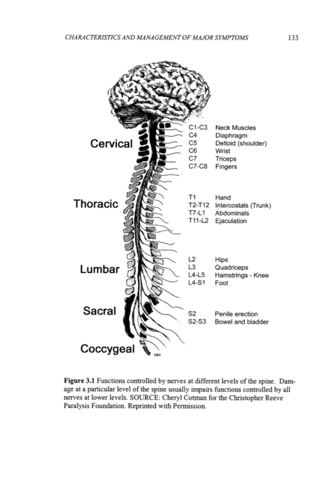 Cervical Spinal Cord