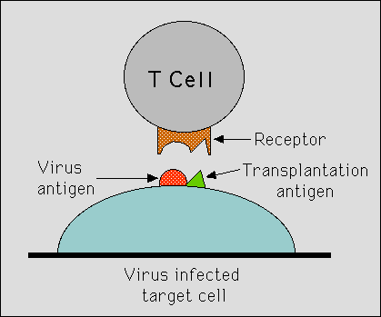T-Cell in Action