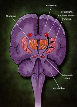 Cerebral Interior
